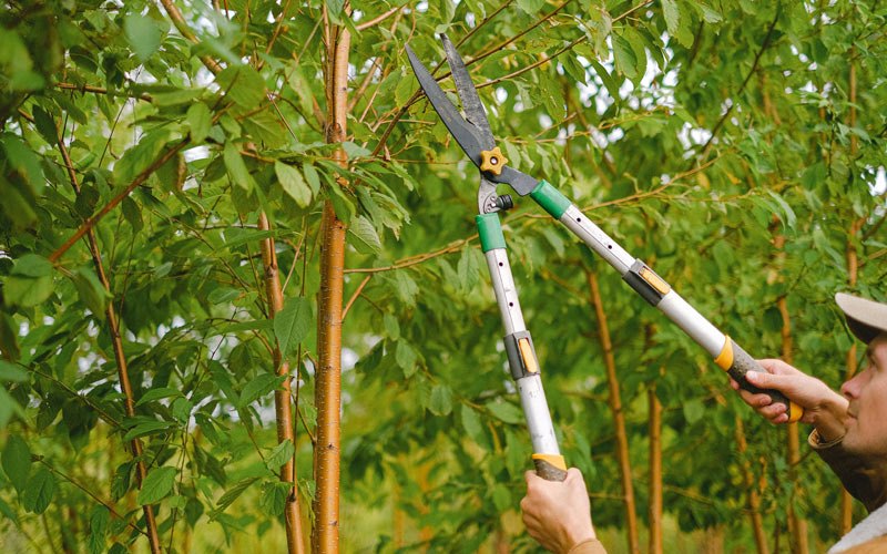 Tree trimming in Canalou, MO